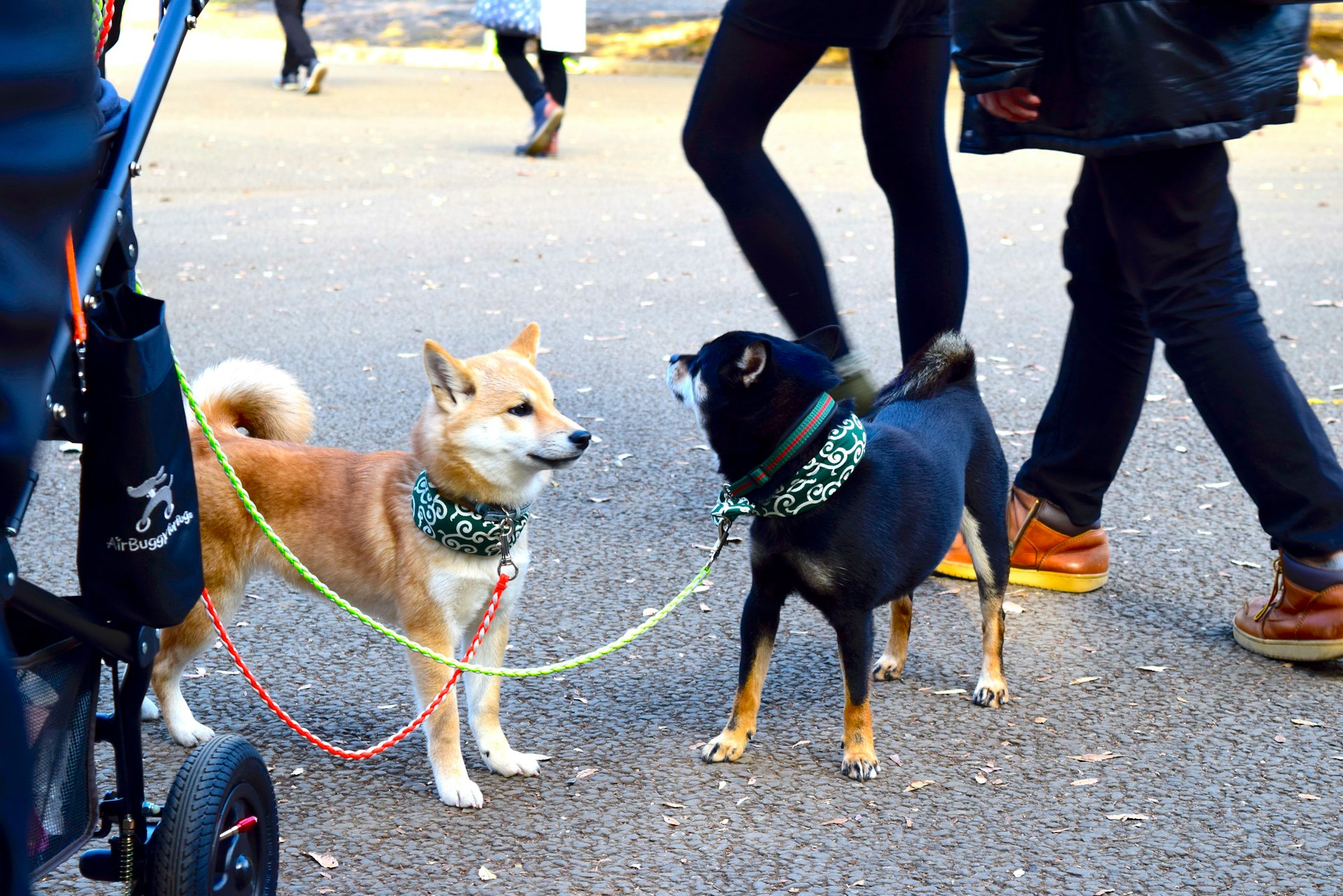 a group of people walking dogs on a leash