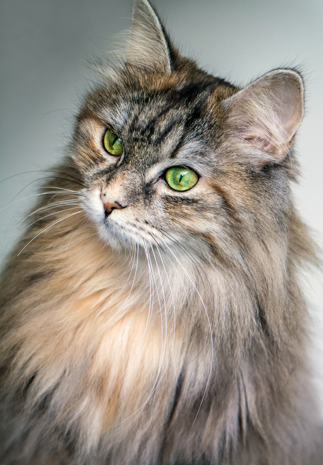 focus photography of a long-fur brown cat